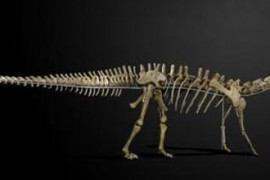 Dinossauro vendido